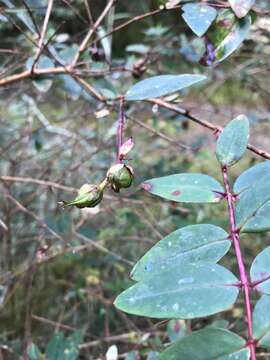 Image of Hypericum