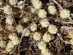 Image of Ptilotus humilis (Nees) F. Müll.