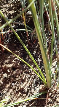 Image de Albuca cooperi Baker