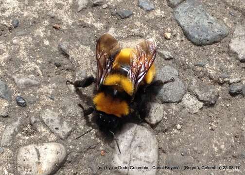 Image of Andean Gardener Bumble Bee