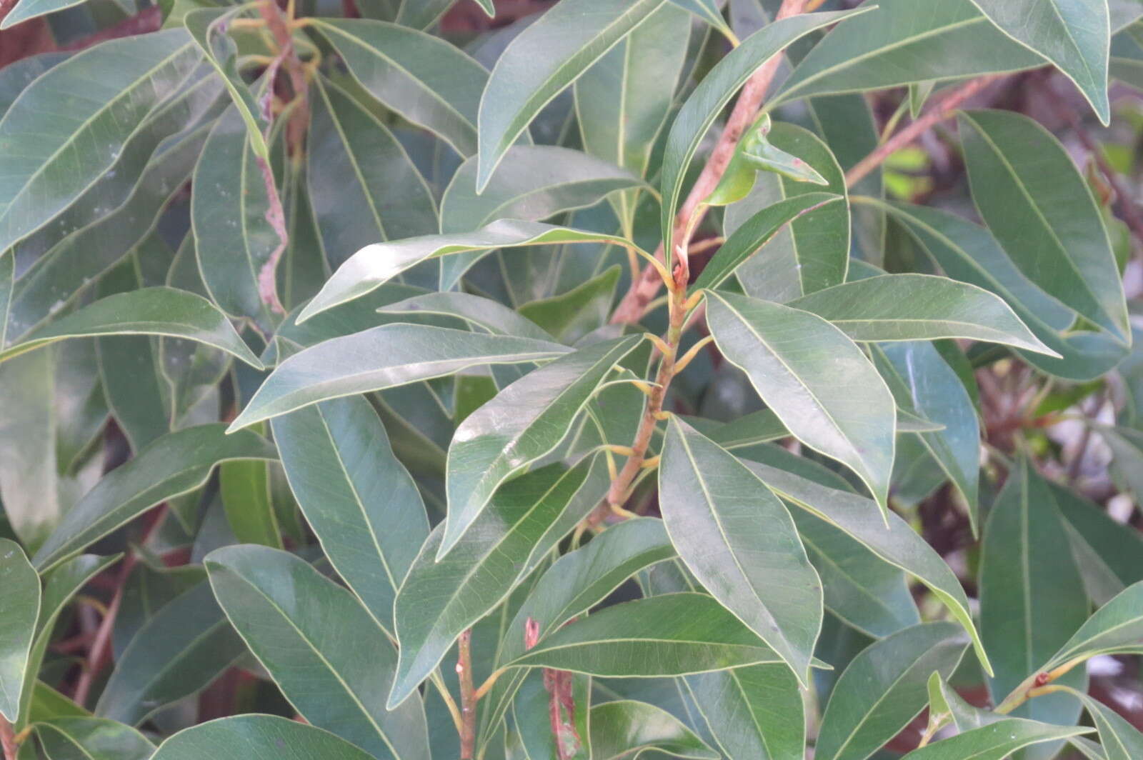 Image de Sideroxylon salicifolium (L.) Lam.