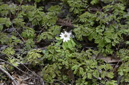 Image of Anemone raddeana Regel