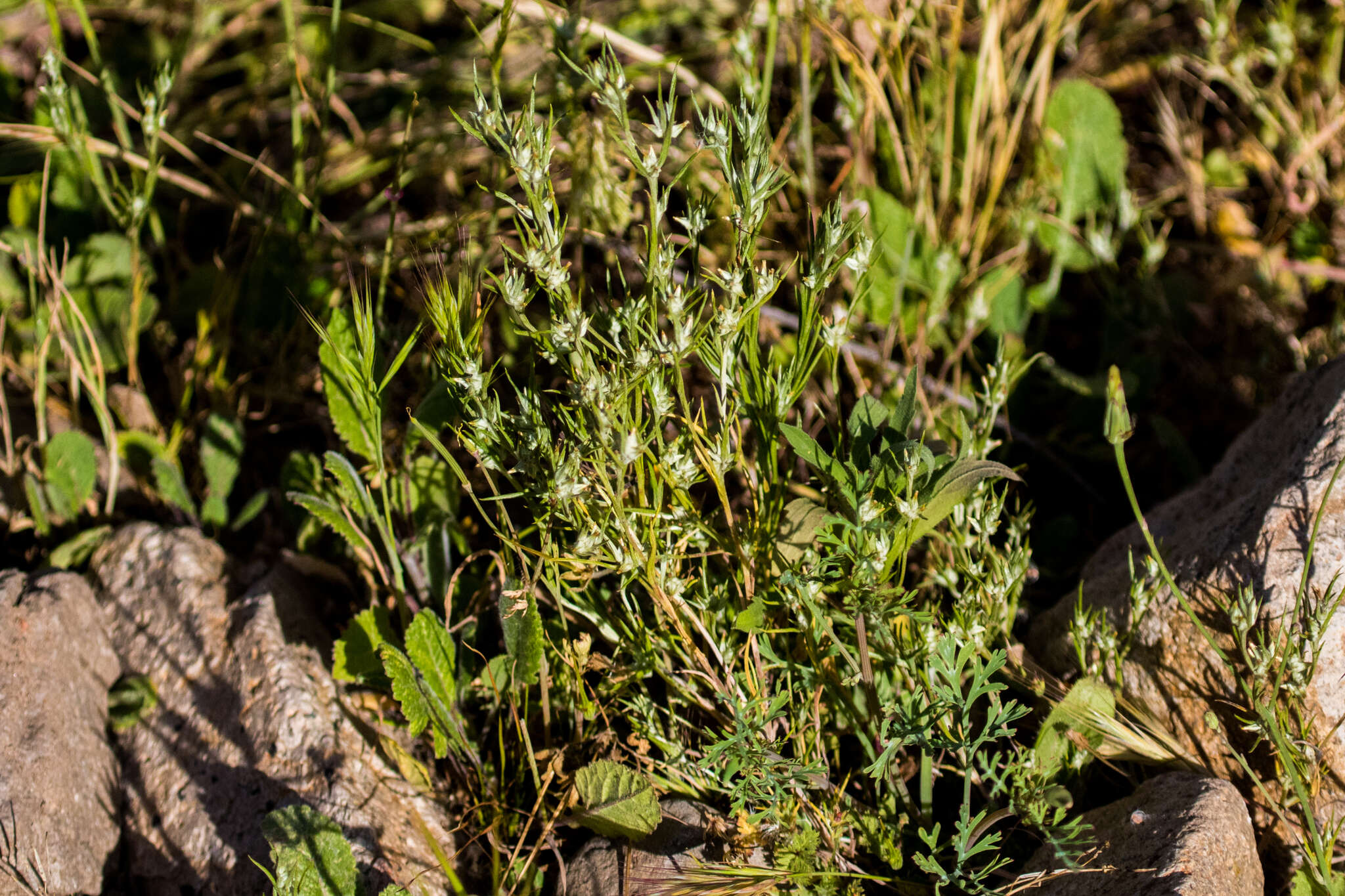 Image of Narrow-leaved cudweed