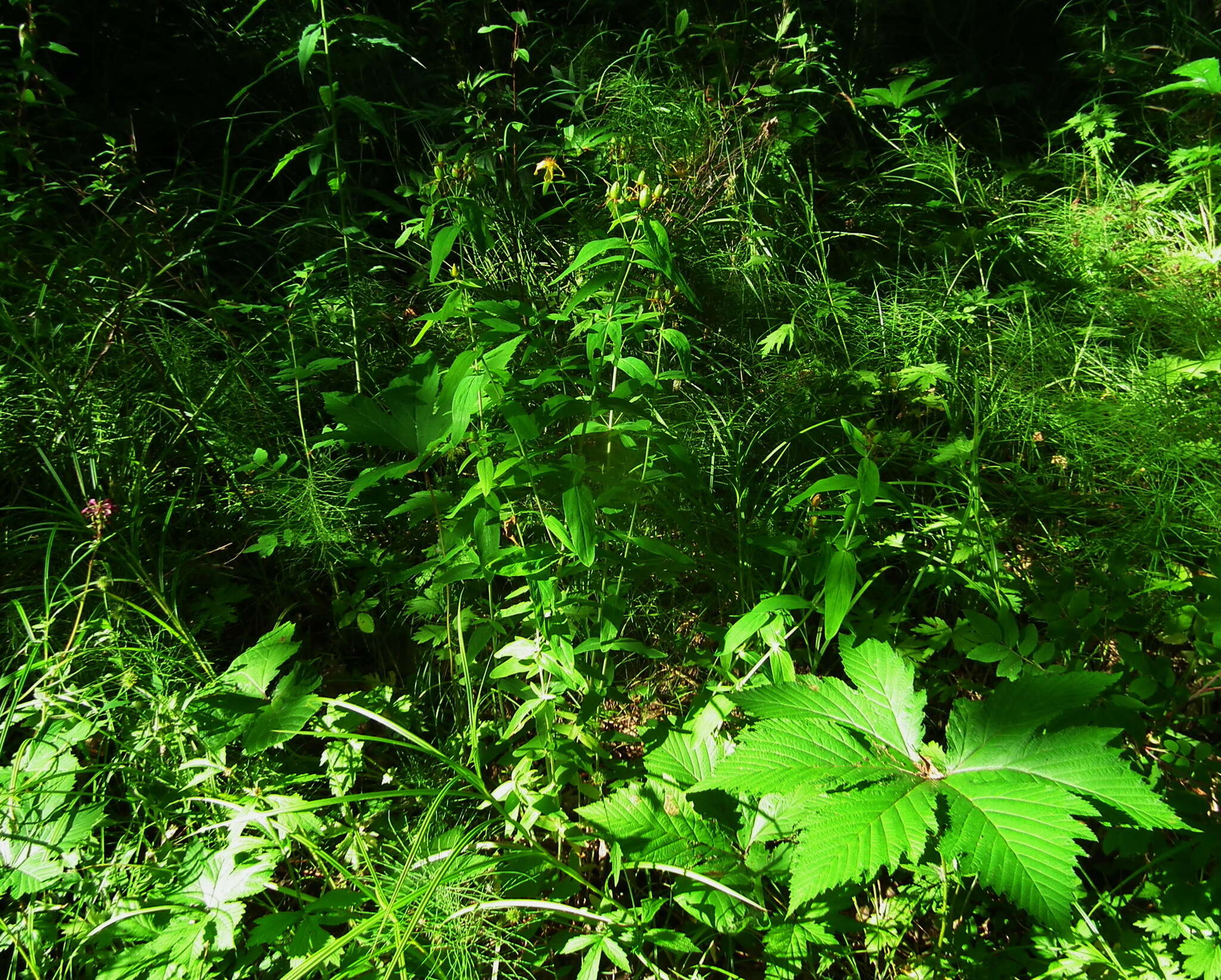 Image de Hypericum ascyron subsp. gebleri (Ledeb.) N. Robson