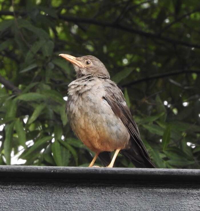 Image of Karoo Thrush