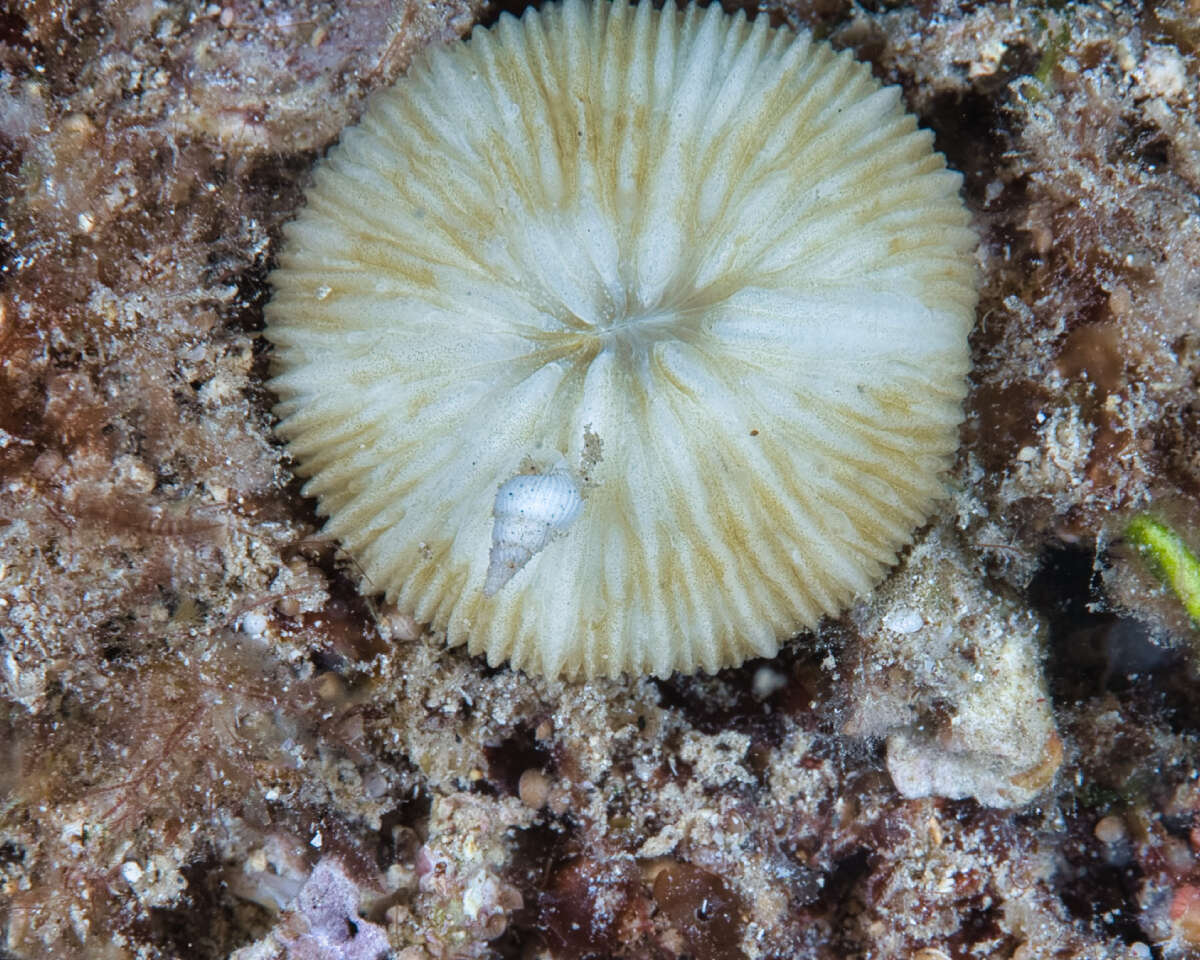 Image of Cycloseris vaughani (Boschma 1923)