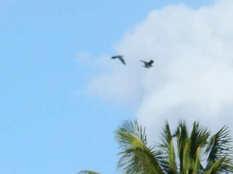 Image of Pacific Imperial Pigeon