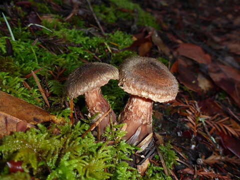 Image of Armillaria sinapina Bérubé & Dessur. 1988