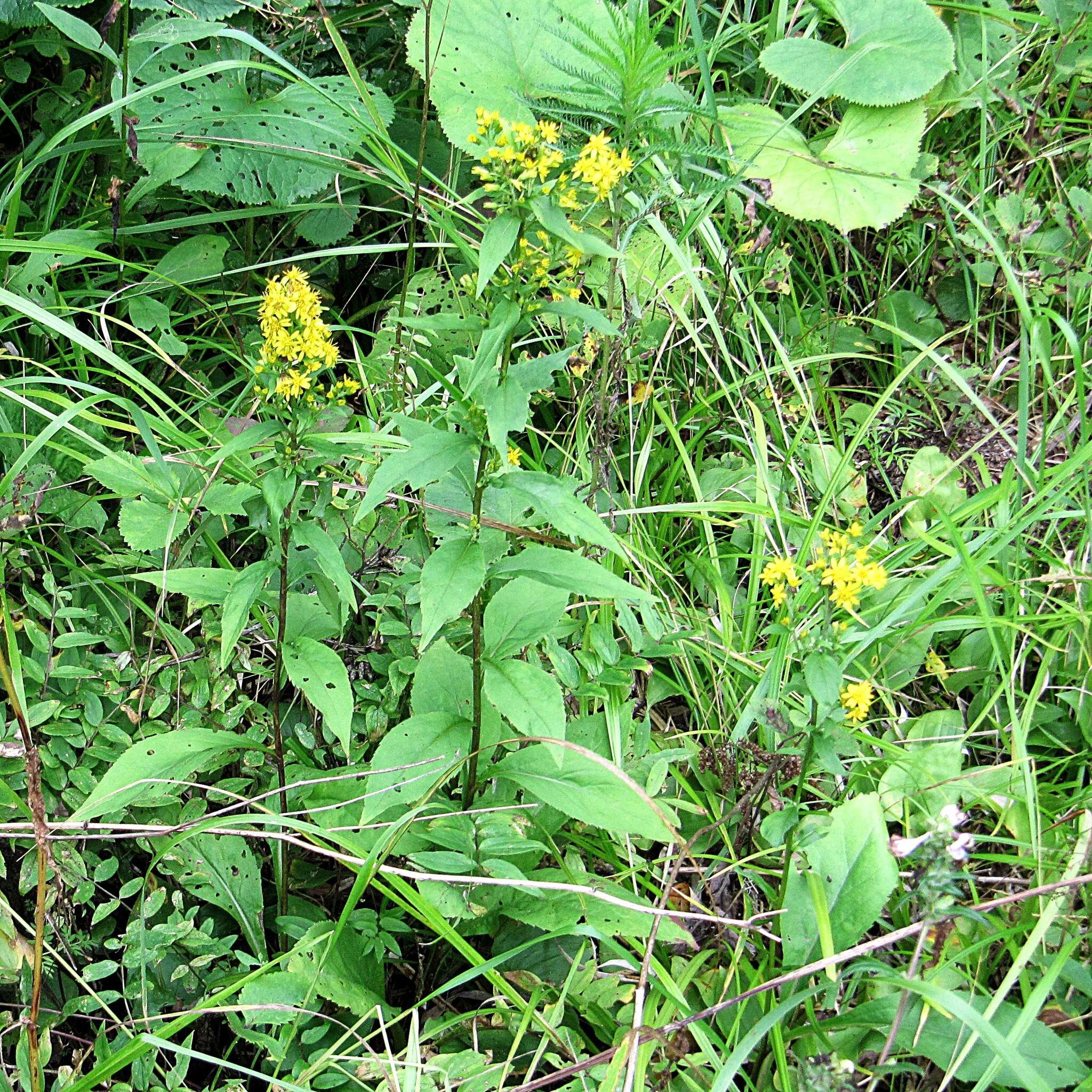 Image of Solidago pacifica Juz.