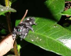 Phidippus audax (Hentz 1845) resmi