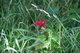 Image of scarlet beebalm