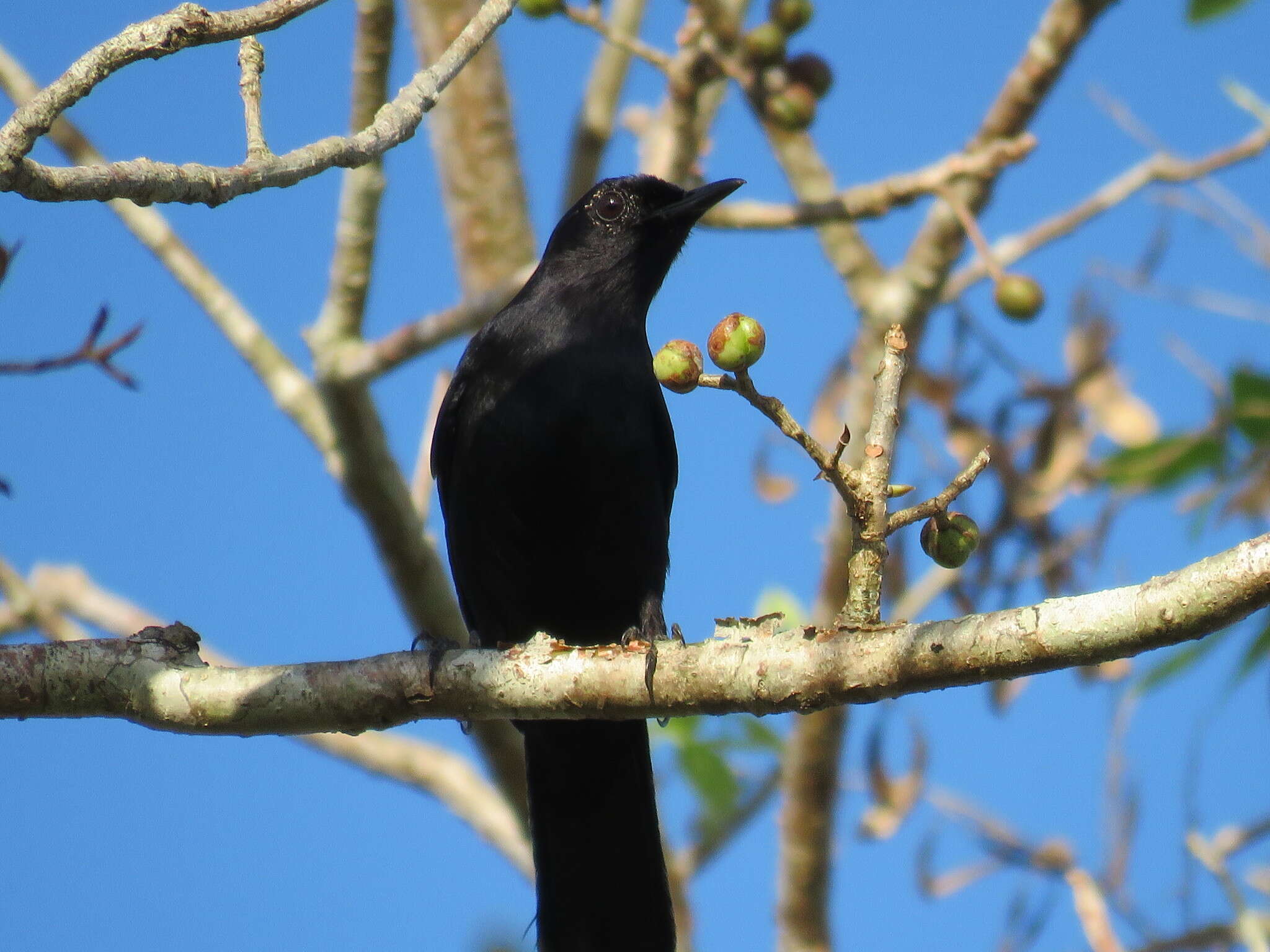 Image of Melanoptila Sclater & PL 1858