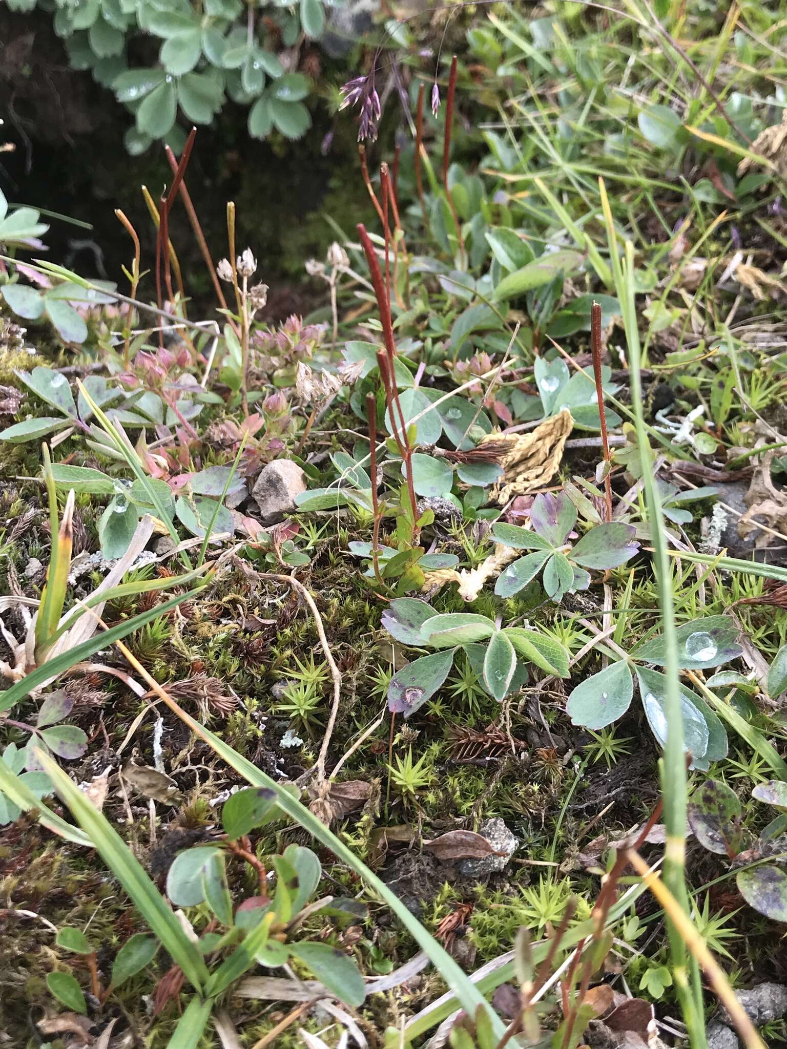 Image of pimpernel willowherb