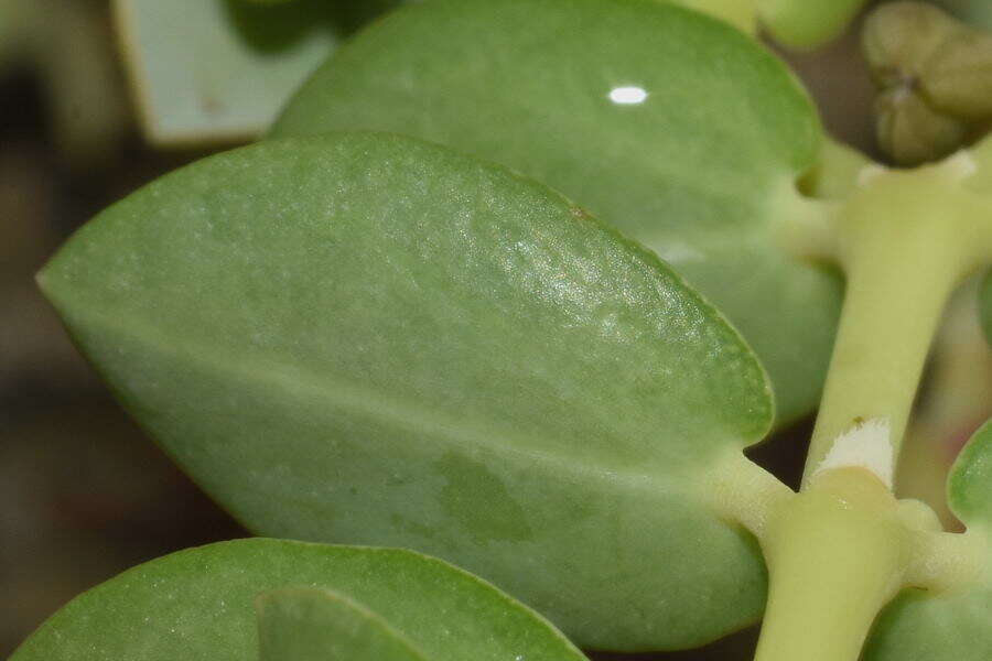 Sivun Euphorbia mesembryanthemifolia Jacq. kuva