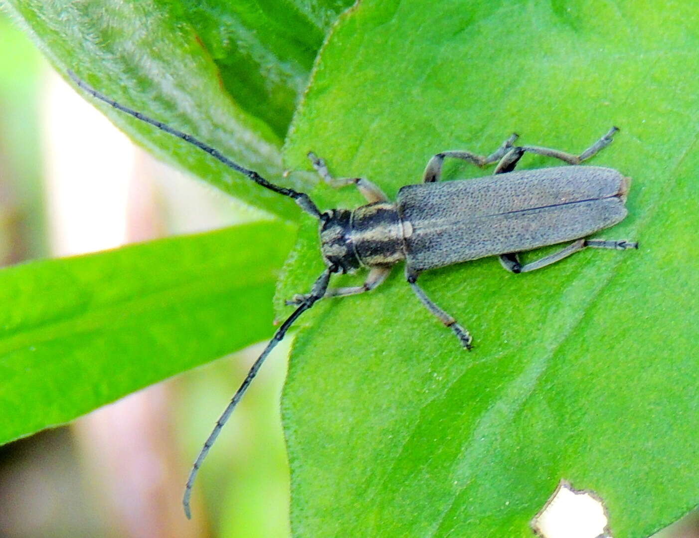 Слика од Phytoecia nigricornis (Fabricius 1782)