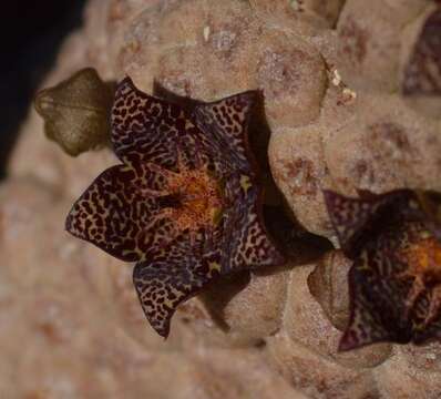 Image de Ceropegia marlothii (N. E. Br.) Bruyns