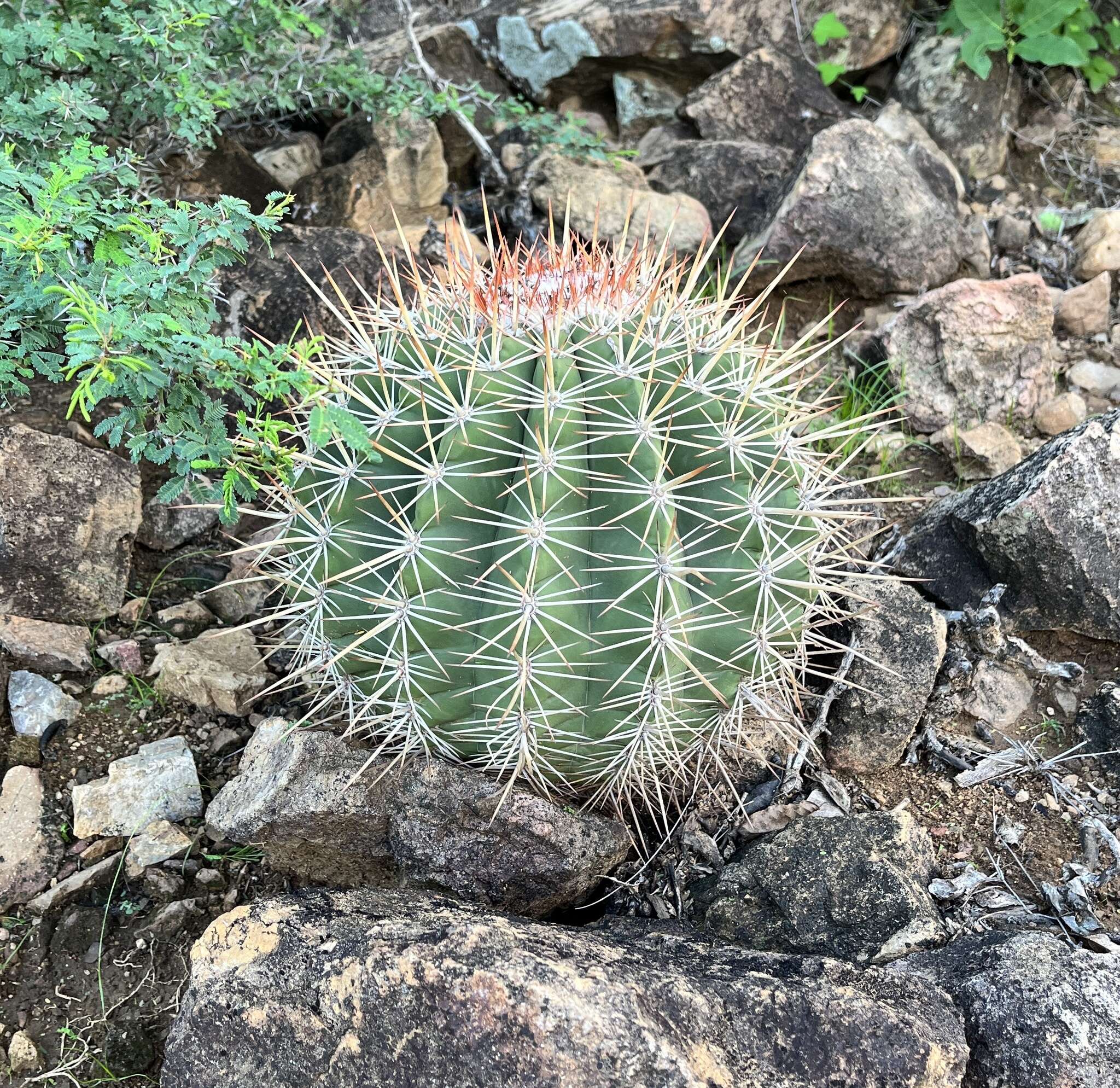 Image of Melocactus macracanthos (Salm-Dyck) Link & Otto