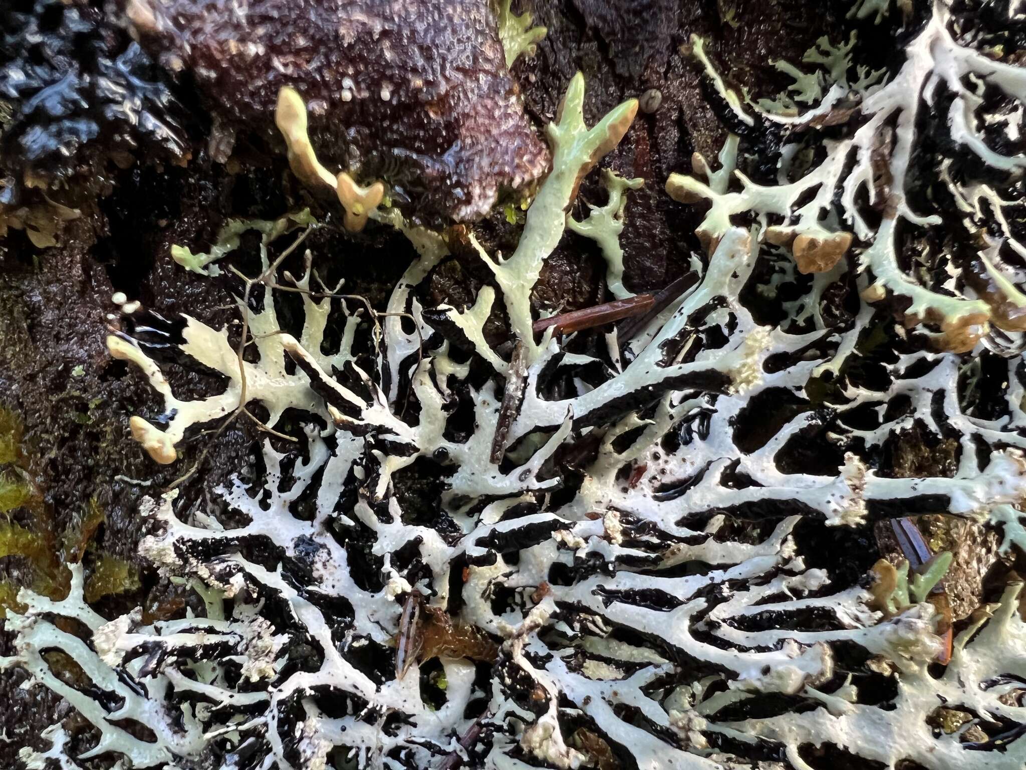 Image of Brownish monk's-hood lichen