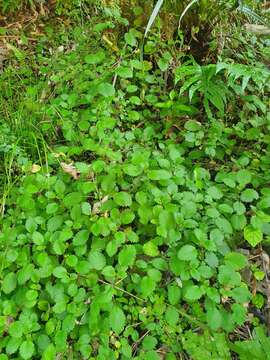 Image of New Zealand calceolaria