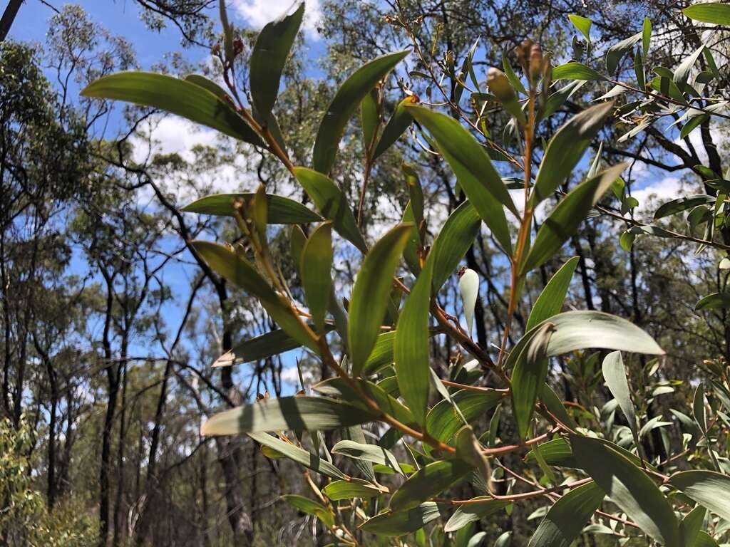 Imagem de Acacia blakei subsp. diphylla (Tindale) Pedley