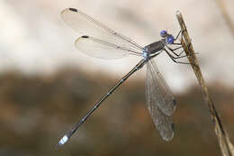 Image of Great Spreadwing