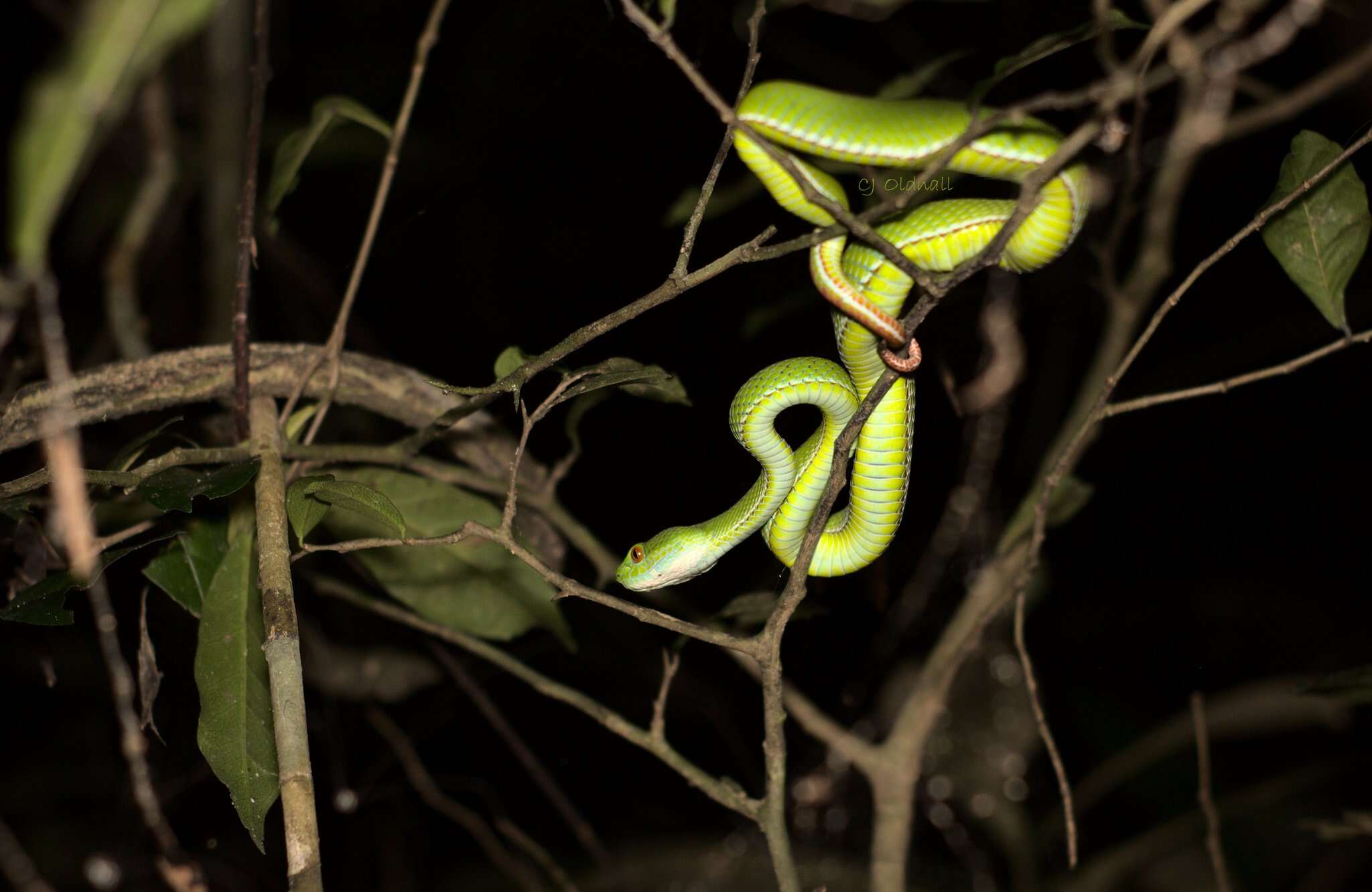 Image of Trimeresurus rubeus (Malhotra, Thorpe, Mrinalini & Stuart 2011)