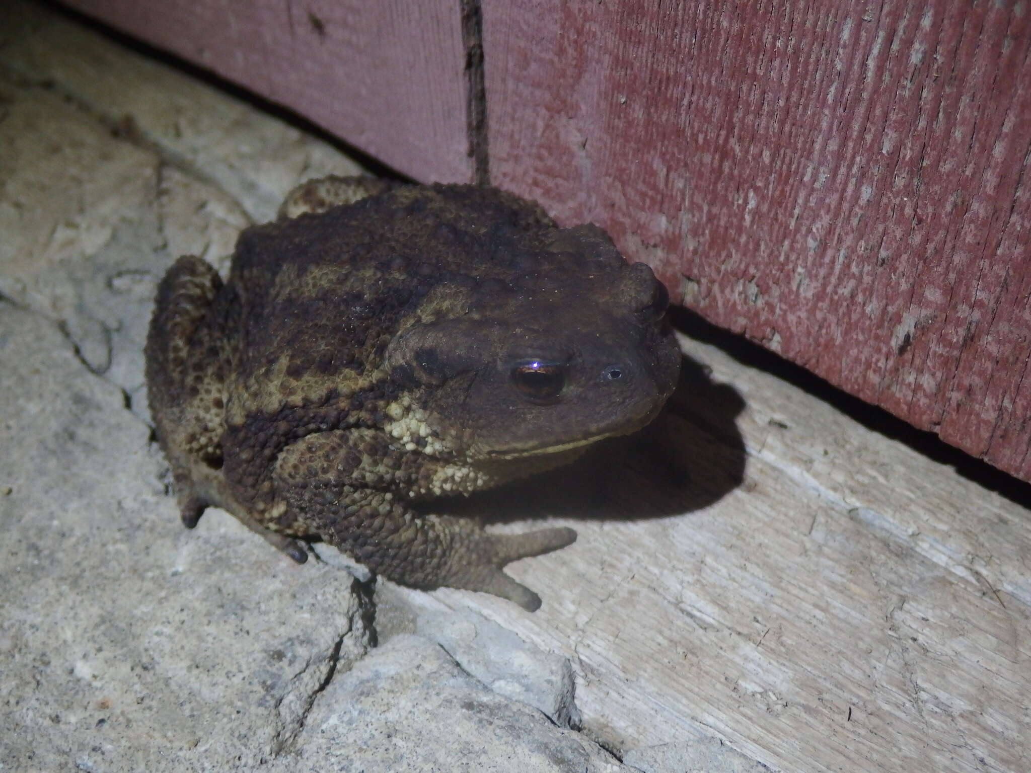 Image de Bufo verrucosissimus (Pallas 1814)