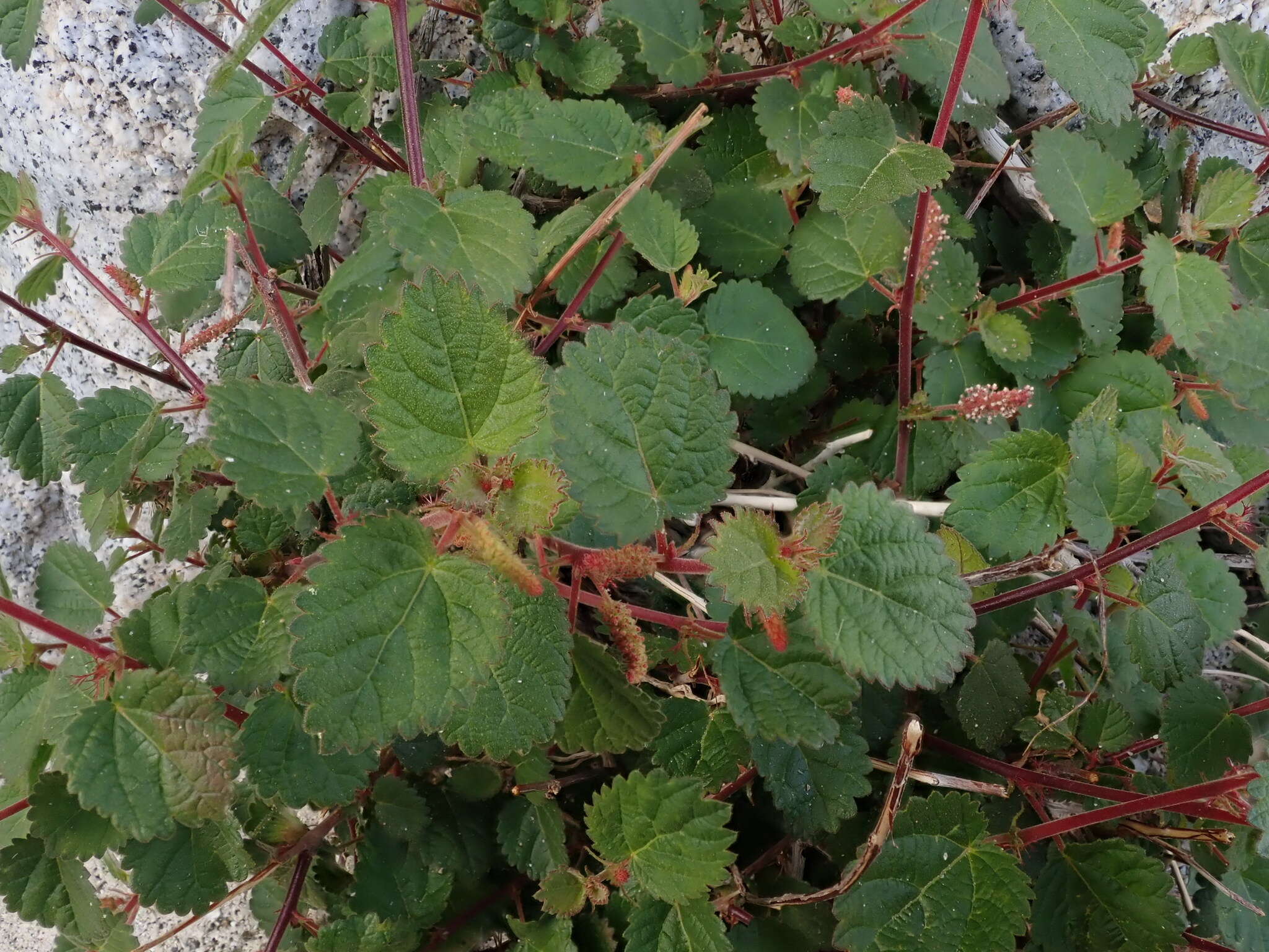 Image of California copperleaf