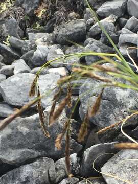 Image of rockdwelling sedge