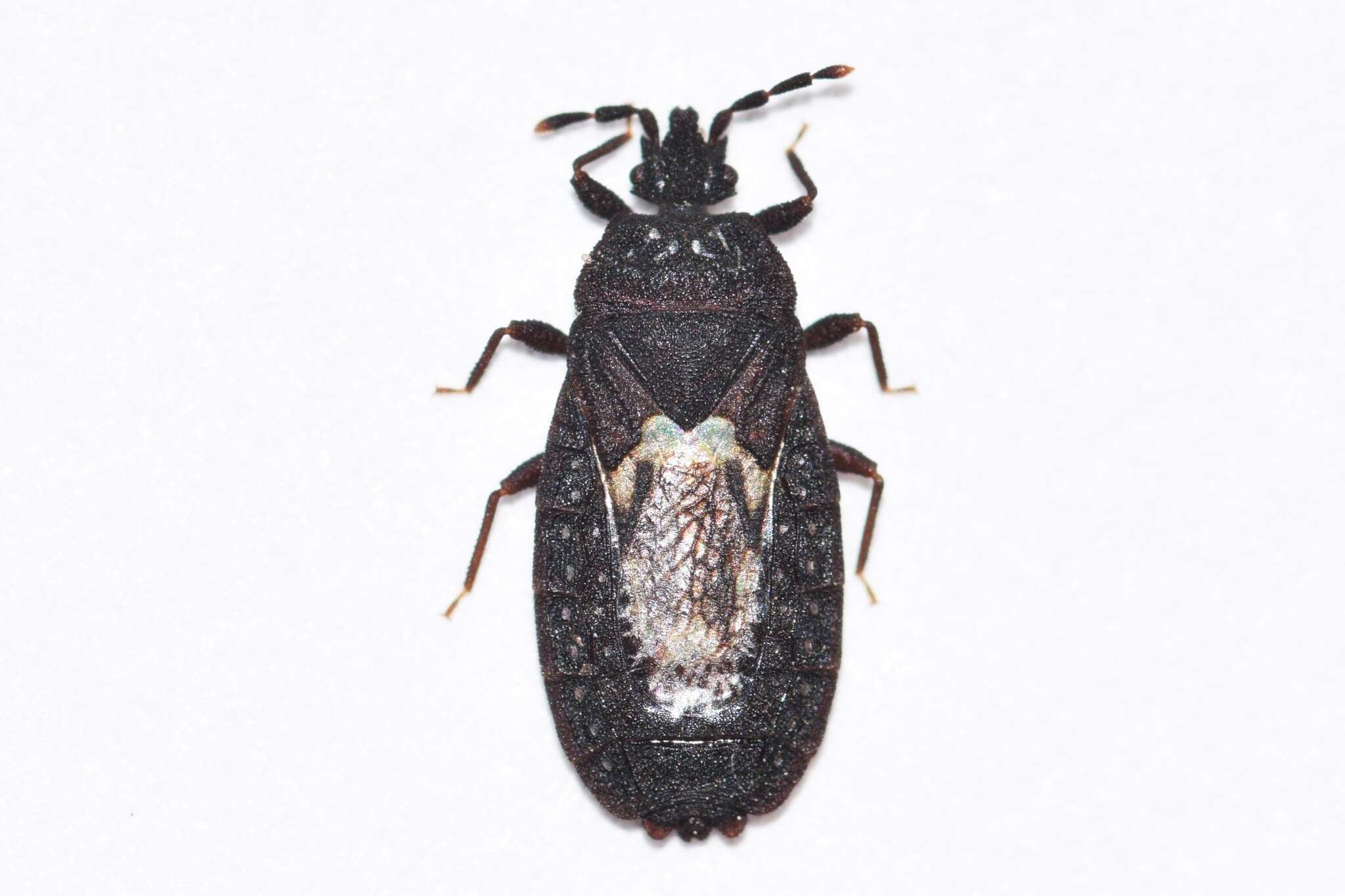 Image of Neuroctenus simplex (Uhler 1876)