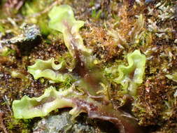Image of Pellia alpicola L. Soderstr., A. Hagborg, von Konrat & Phytotaxa