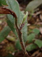 Image of Ardisia villosa Roxb.