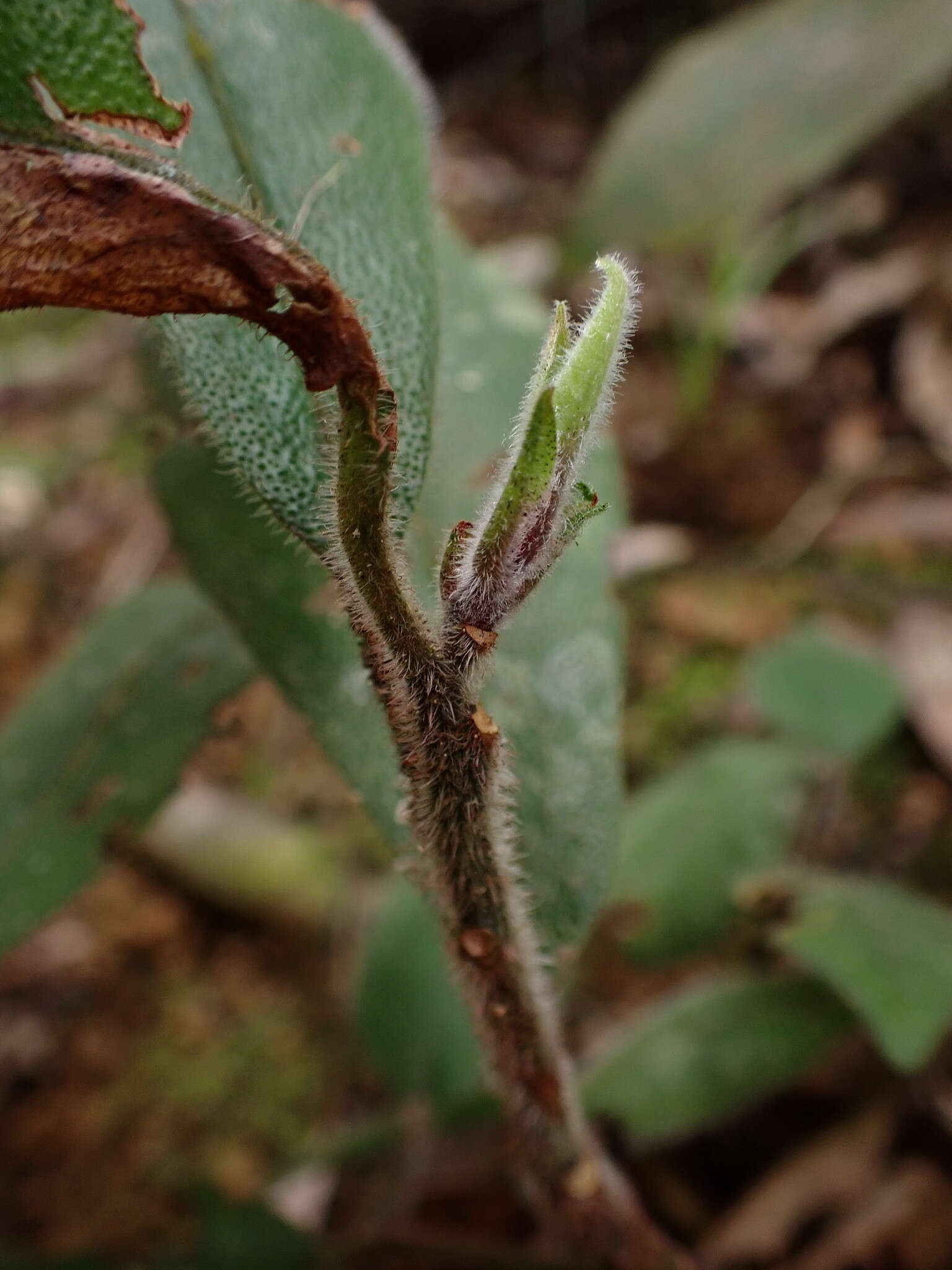 Sivun Ardisia villosa Roxb. kuva