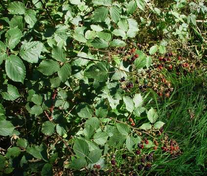 Image of Rubus incurvatiformis Edees