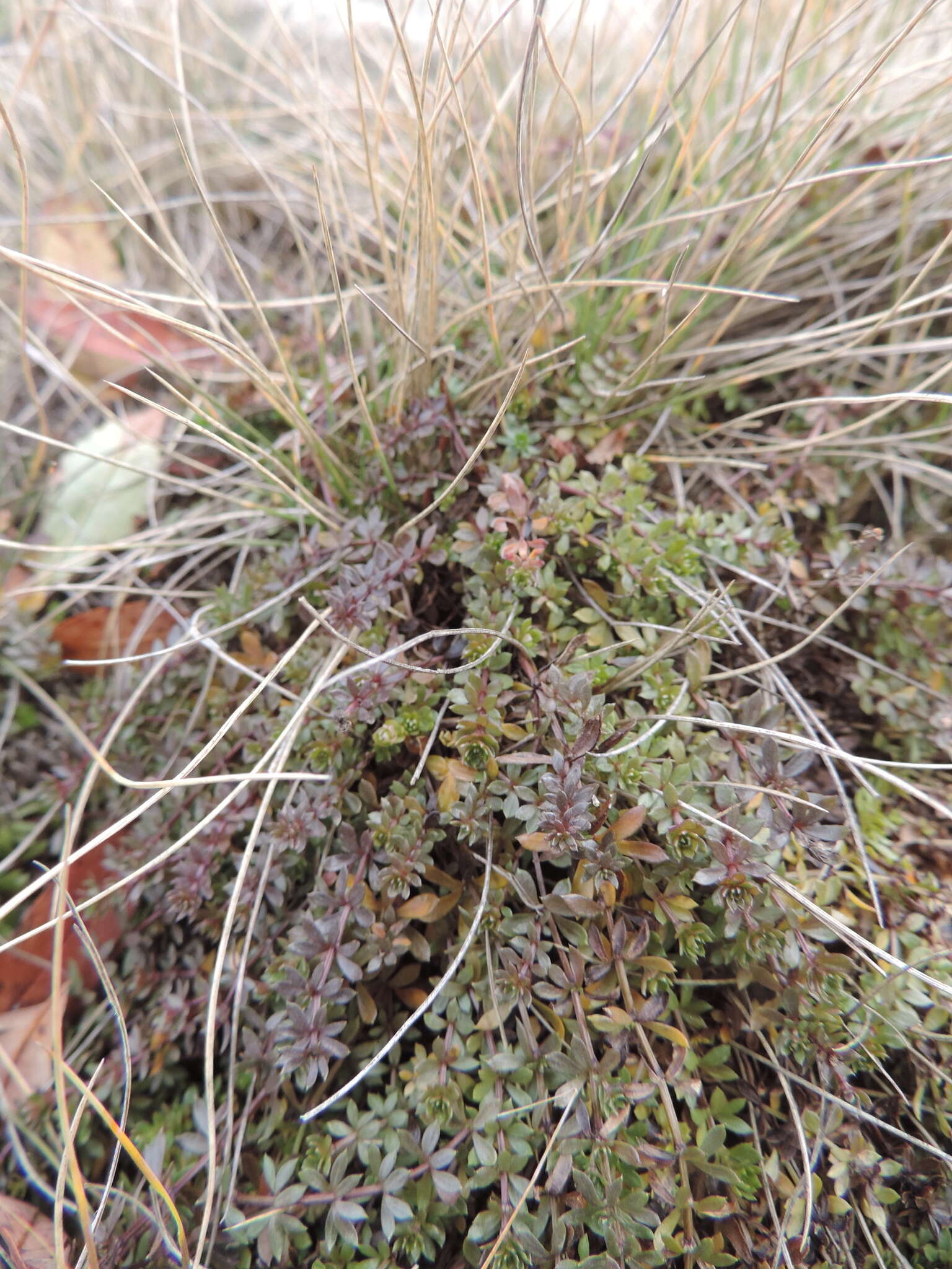 Image of heath bedstraw