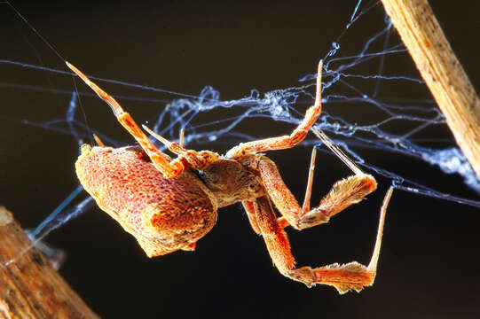 Image of Uloborus plumipes Lucas 1846