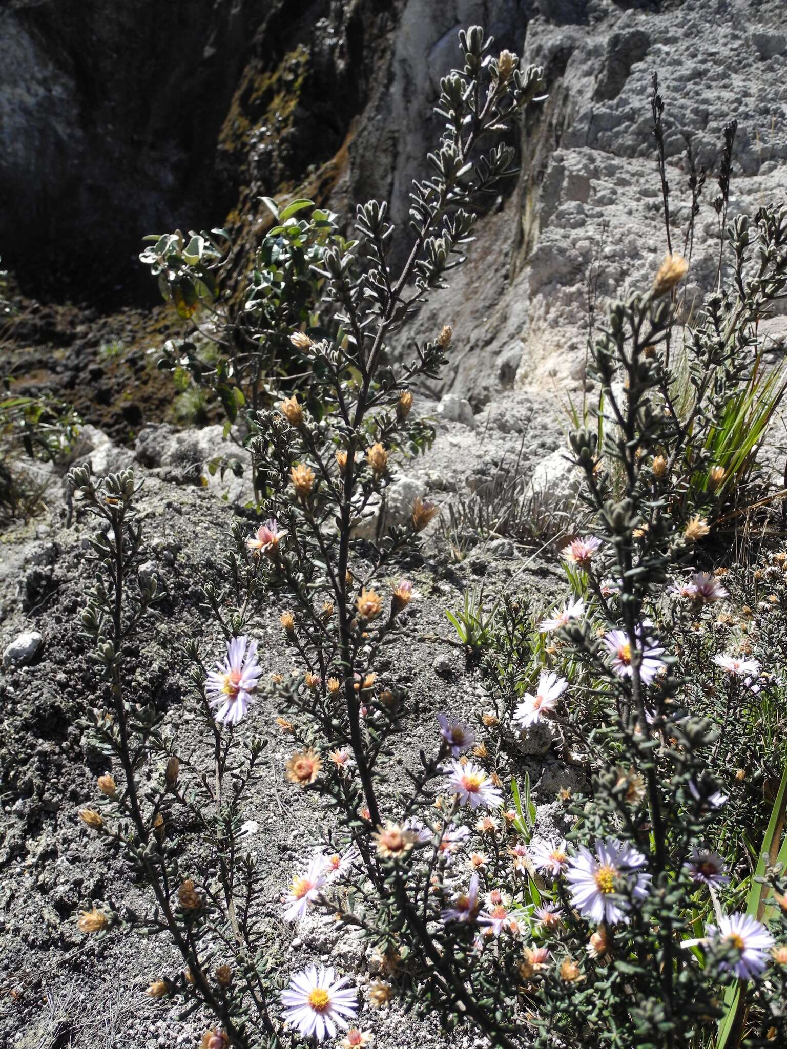 Image of Diplostephium oblanceolatum S. F. Blake