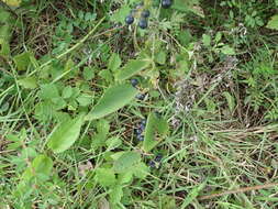 Image of queen coralbead