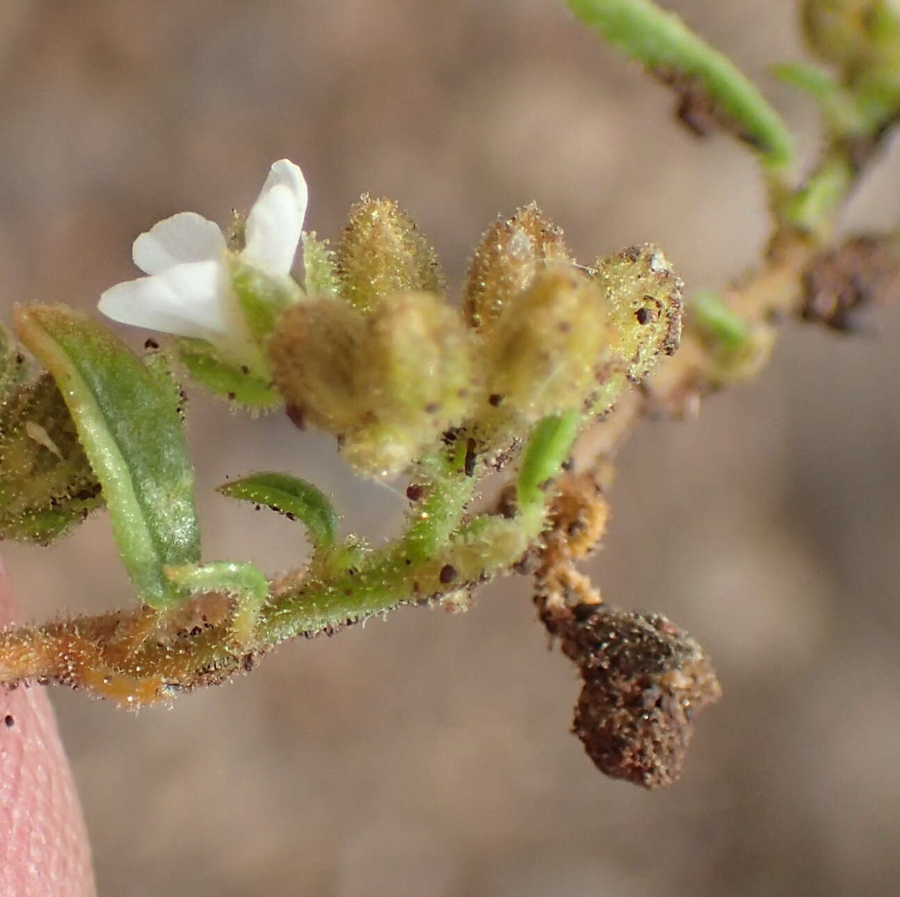 Image of Limeum viscosum (Gay) Fenzl