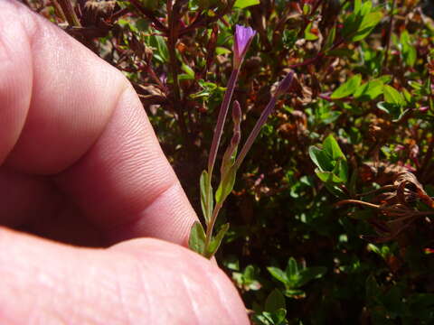 Image of dwarf willowherb