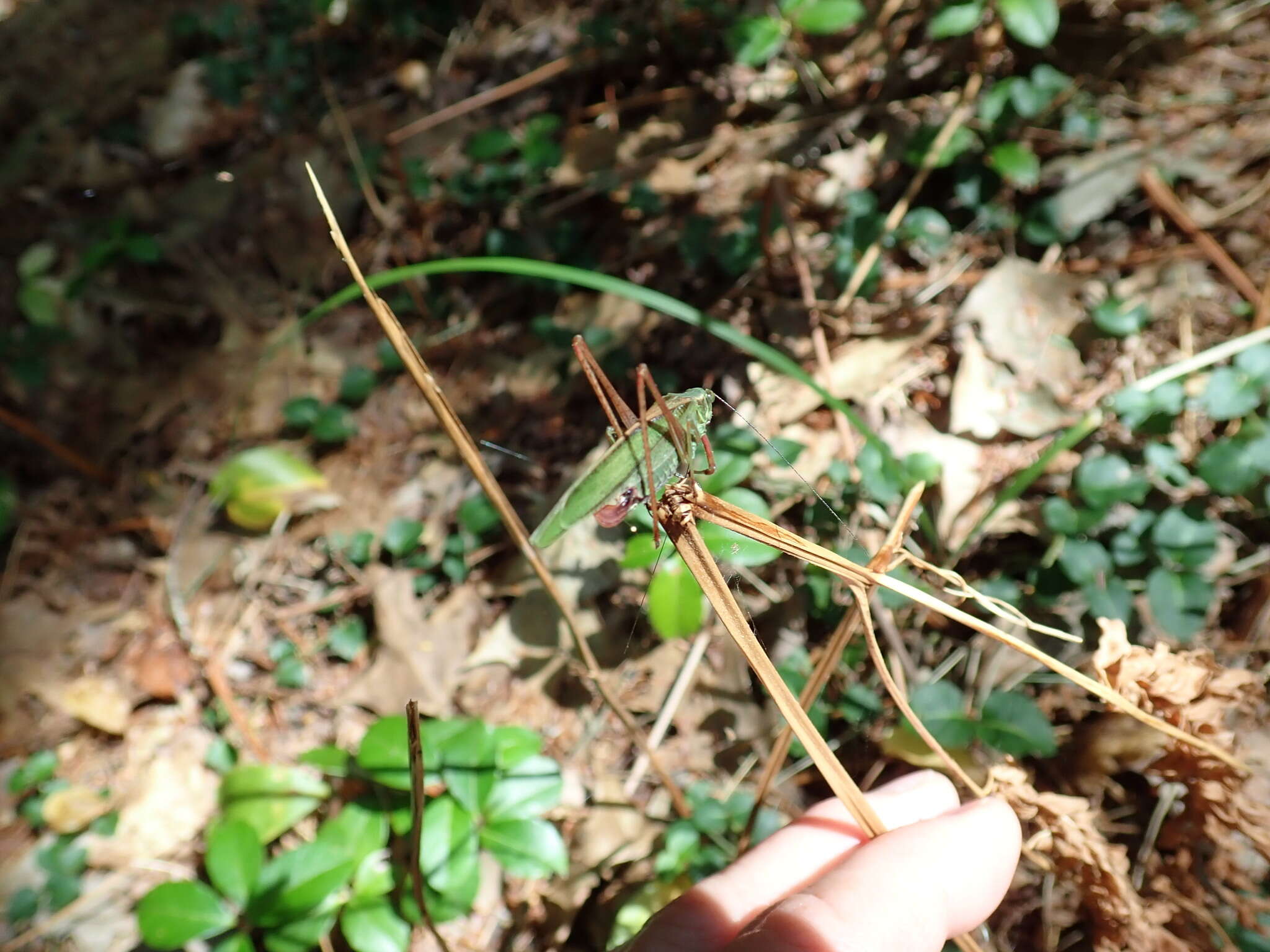 Image of Treetop Bush Katydid