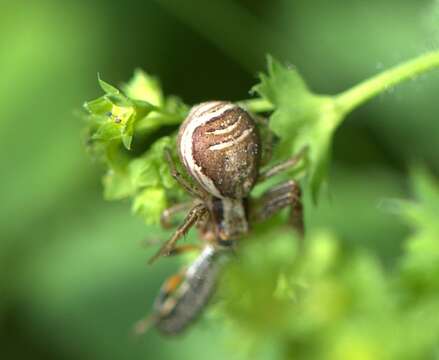 Image of Xysticus ulmi (Hahn 1831)