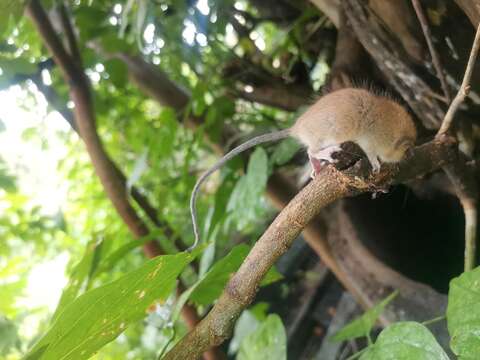 Image of Asiatic Long-tailed Climbing Mouse