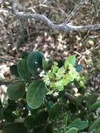 Image of Gymnosporia procumbens (L. fil.) Loes.