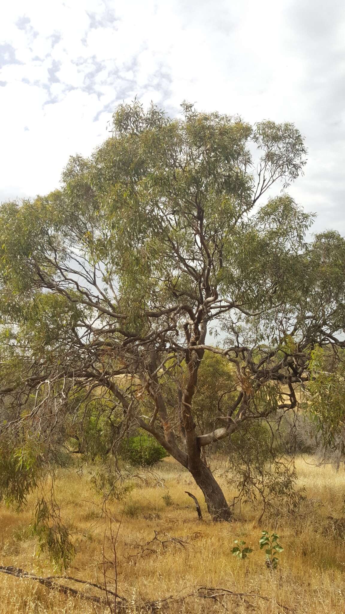 صورة Eucalyptus microcarpa (Maiden) Maiden