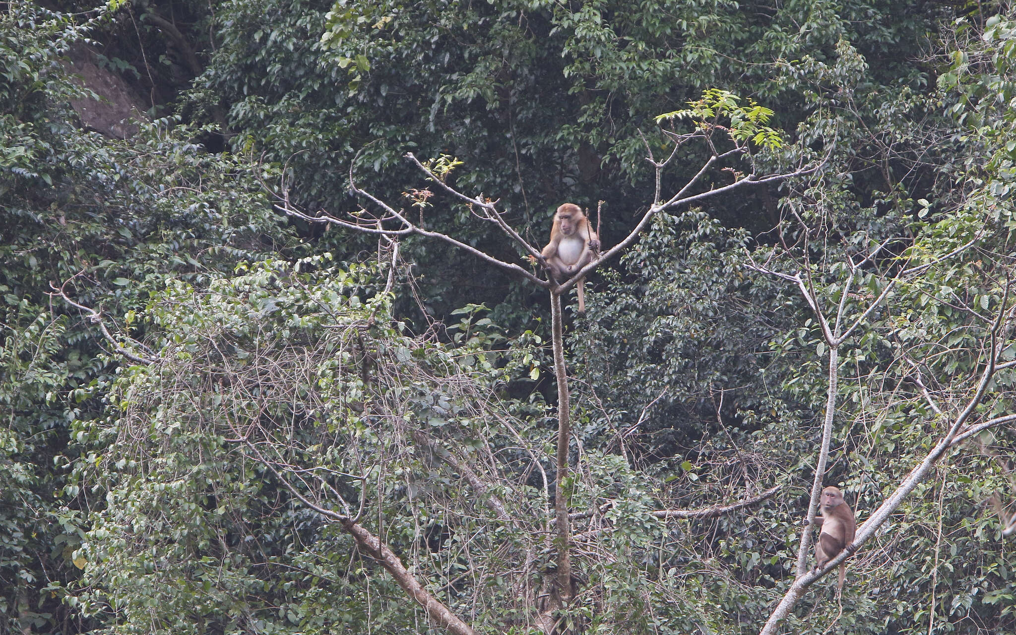 Image of Assam Macaque