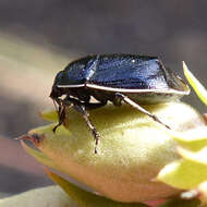 Image of White-margined Burrower Bug