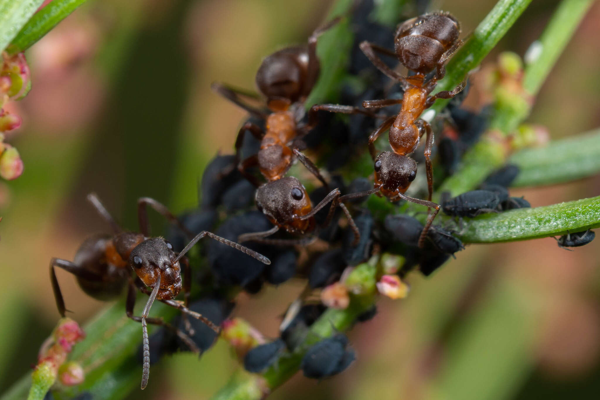 Image of Scottish wood ant