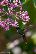 Lophornis adorabilis Salvin 1870 resmi