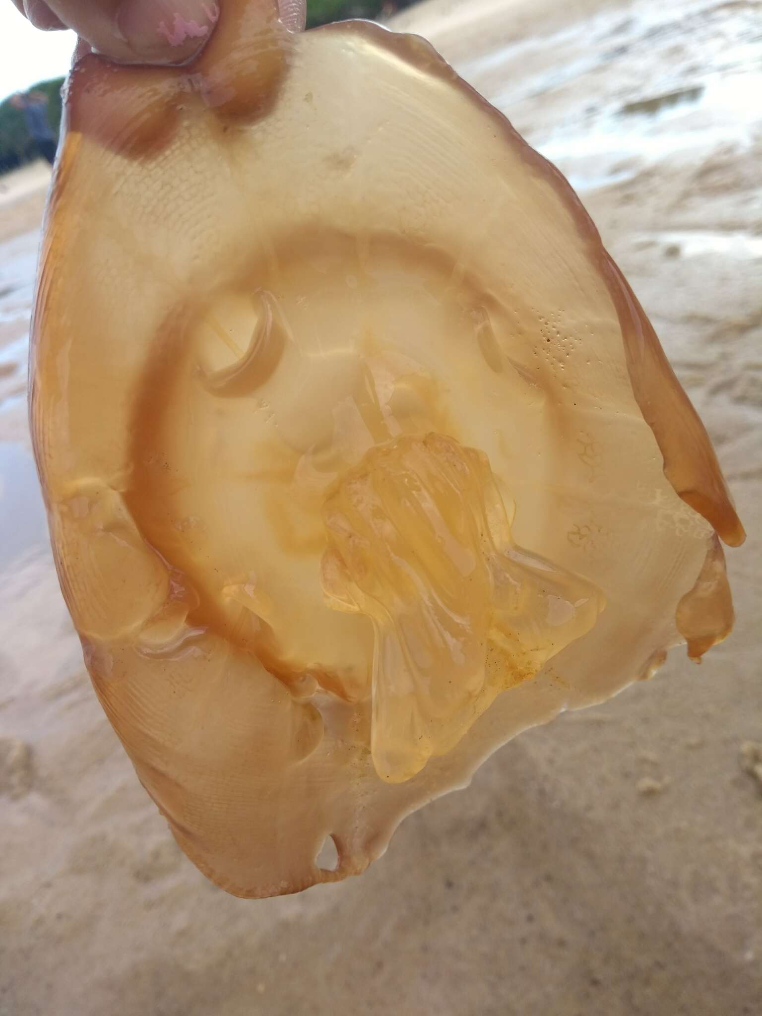 Image of cannonball jelly